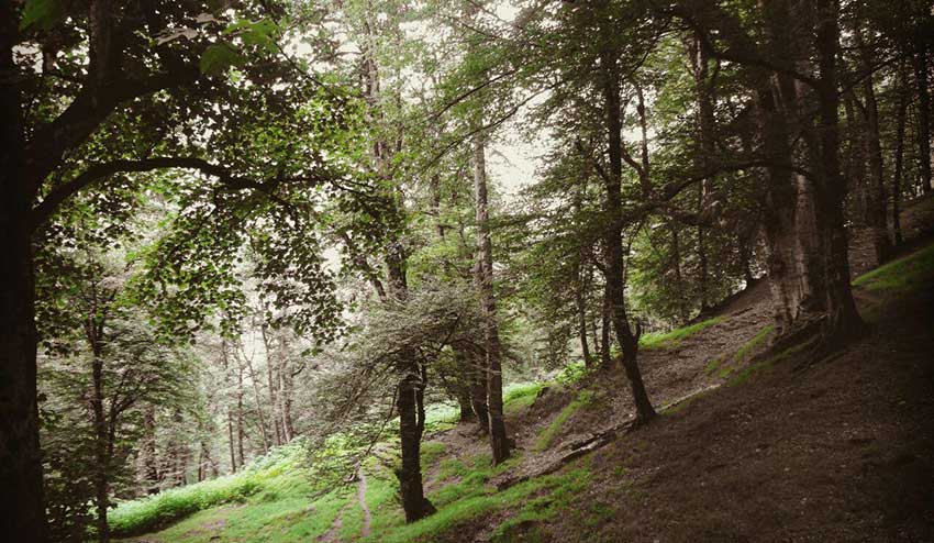 جنگل دالخانی از جاهای دیدنی رامسر