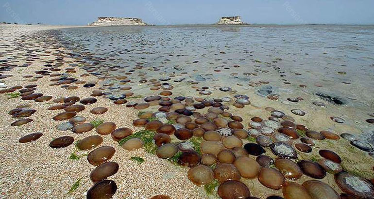 جزیره هنگام؛ ترنج فرش جنوب ایران 28 جاهای دیدنی جزیره