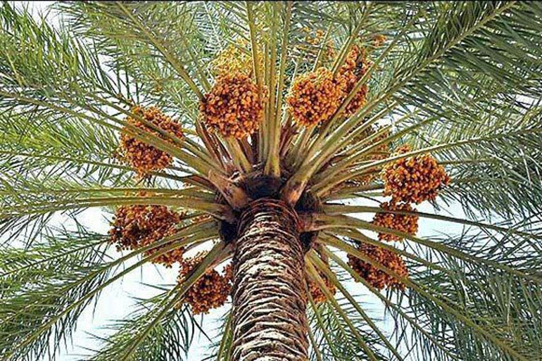 جزیره هنگام؛ ترنج فرش جنوب ایران 29 نخلستان های هنگام