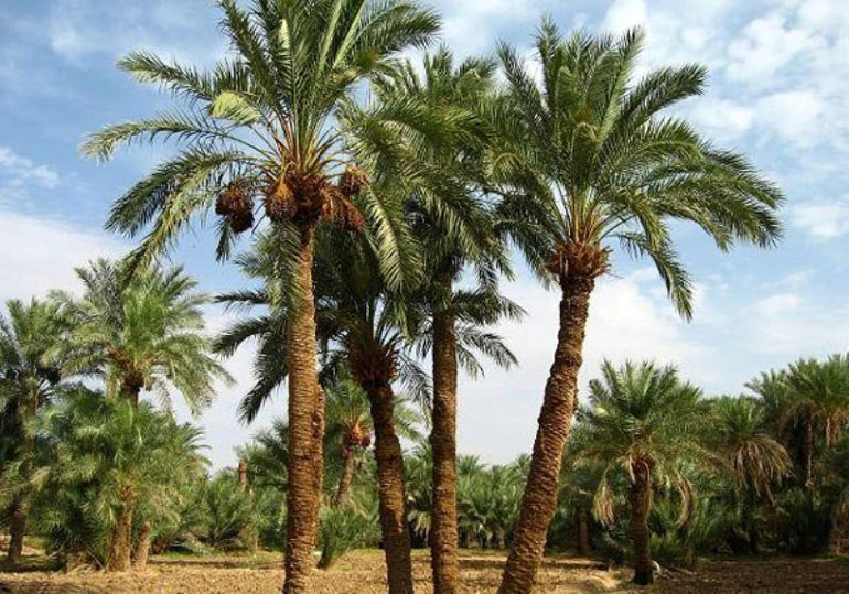 جزیره هنگام؛ ترنج فرش جنوب ایران 4 نخلستان های جزیره هنگام
