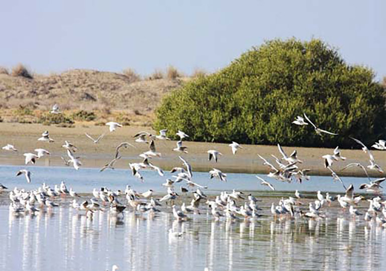 پرنده‌نگری در سکوت