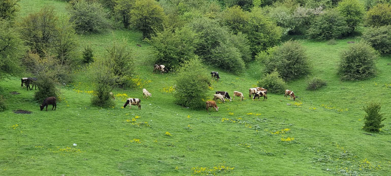 پوشش گیاهی منطقه گردنه حیران