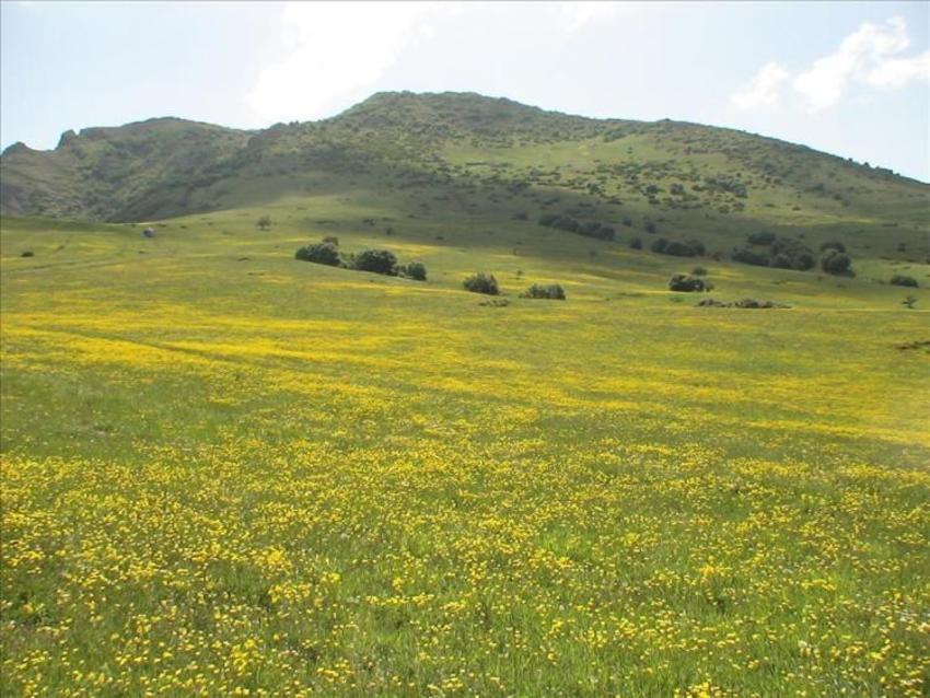 دشت سوسن چلچراغ