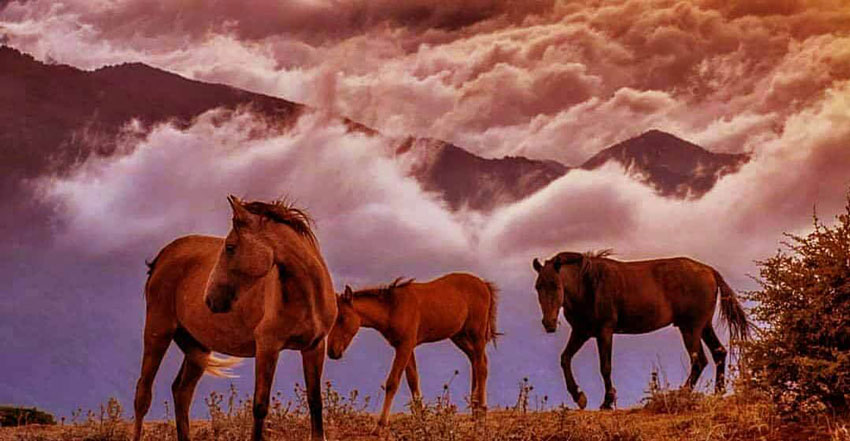 روستای فیلبند