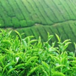 جاهای دیدنی لاهیجان و ۱۶ جاذبه بی‌‌نظیر عروس سبز گیلان