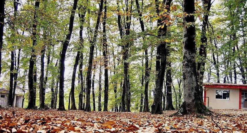 پارک جنگلی میرصفا از جاهای دیدنی لاهیجان