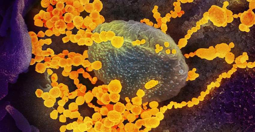 ویروس کرونا