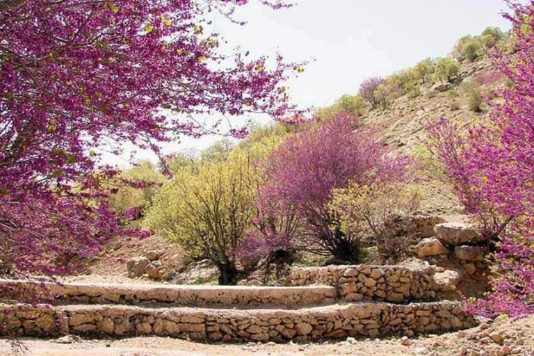 دره ارغوان در استان ایلام