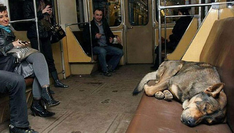 رادیو دور دنیا- سگ در قطار مسکو