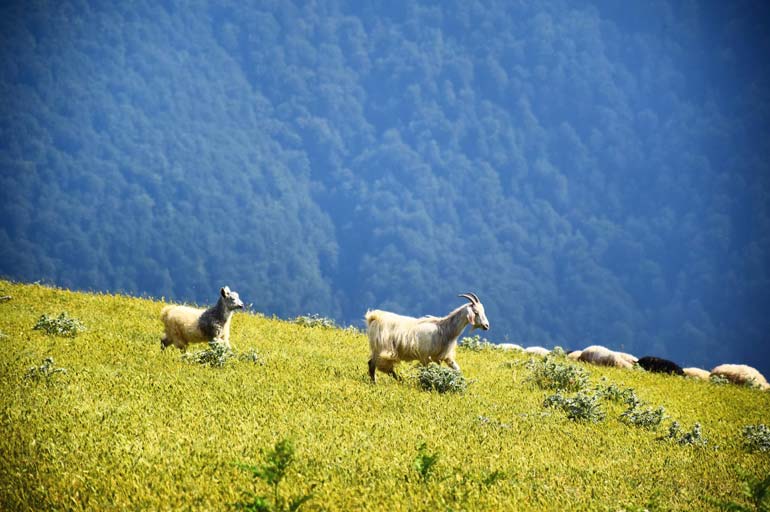 محیط روستای اولسبلنگاه