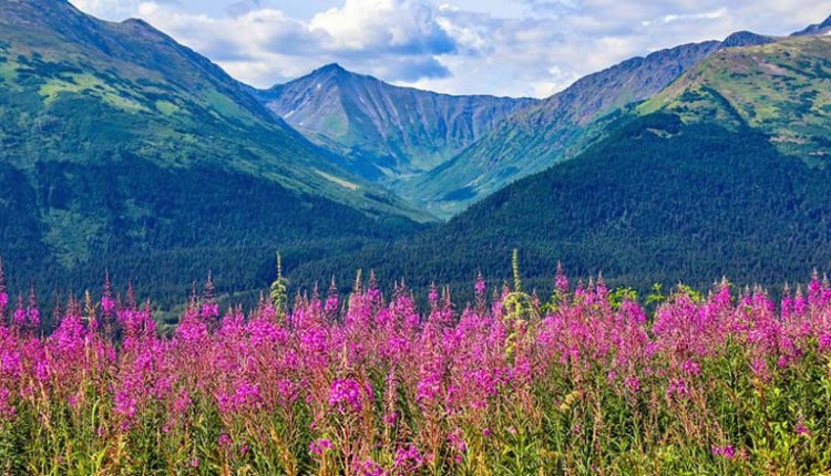 طبیعت گردی