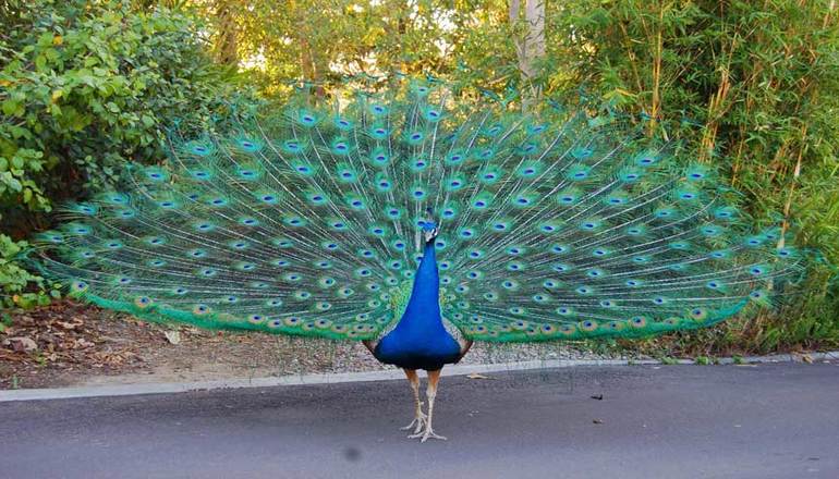طاووس های رنگارنگ