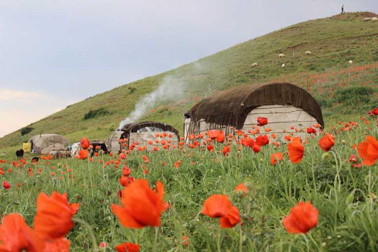 بومگردی