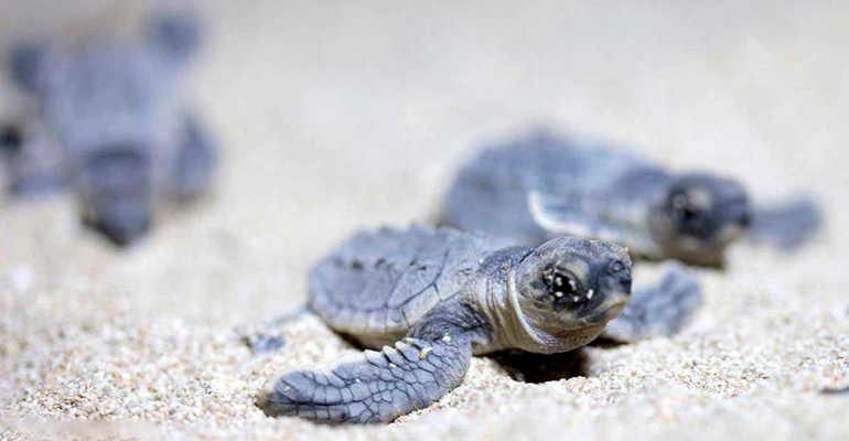 ساحل لاکپشت ها در سفر به جزیره هرمز