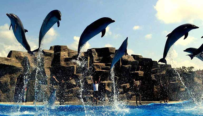 پارک دلفین سواری