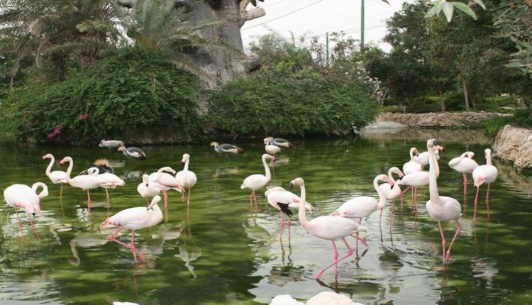 باغ پرندگان مشهد
