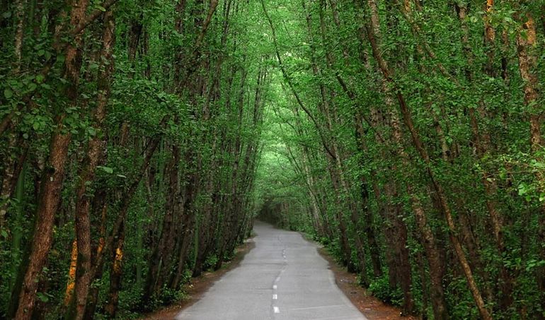 جاده ای سبز و دیدنی