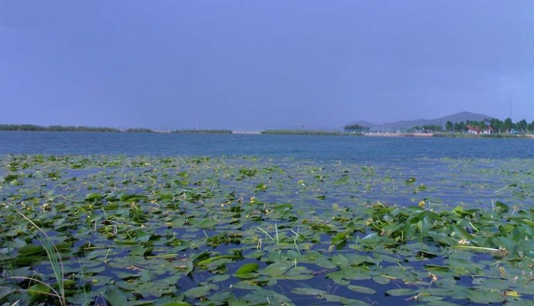 سراب نیلوفر