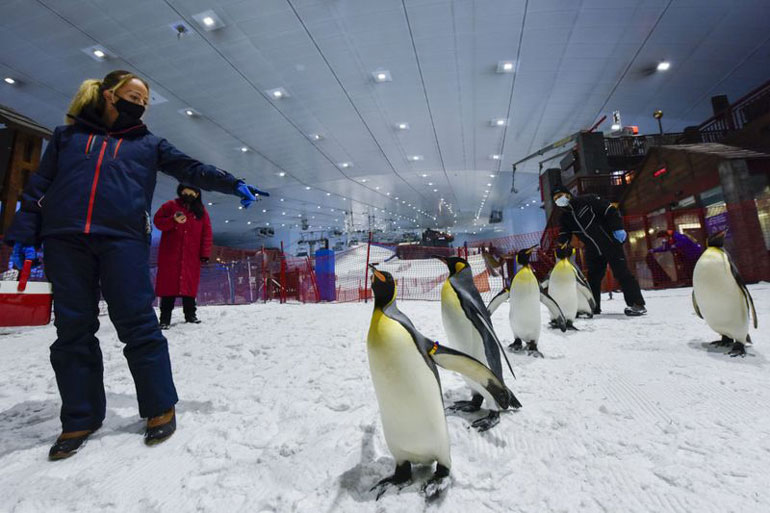پنگوئن‌های قطبی در دل کویر