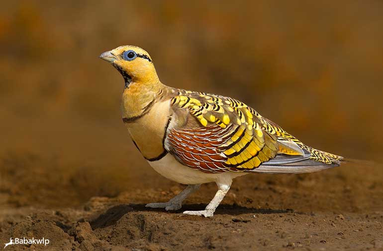 بابک موسوی