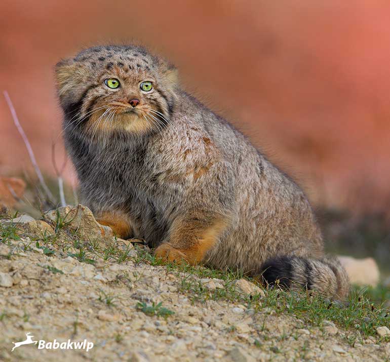 بابک موسوی