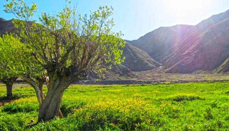 دشت هویج