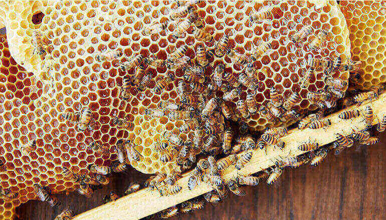 عسل طبیعی سوغات سنندج