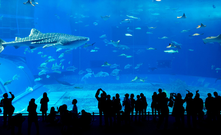 آکواریوم دبی (Dubai Aquarium)