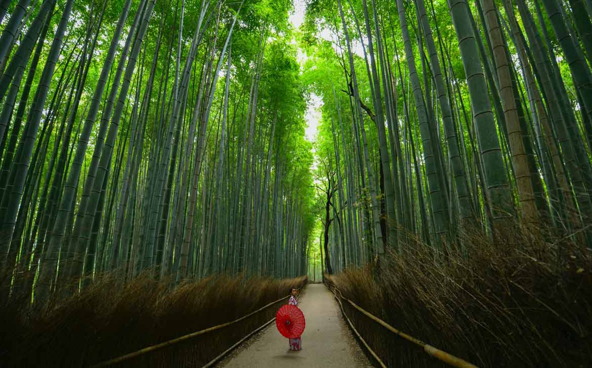 زن ژاپنی در جنگل خیزران