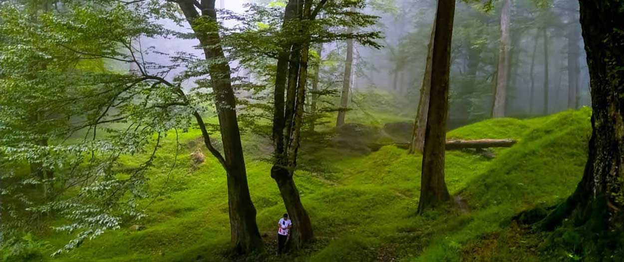 جنگل دالخانی رامسر؛ شیرجه در یک تابلوی قشنگ نقاشی