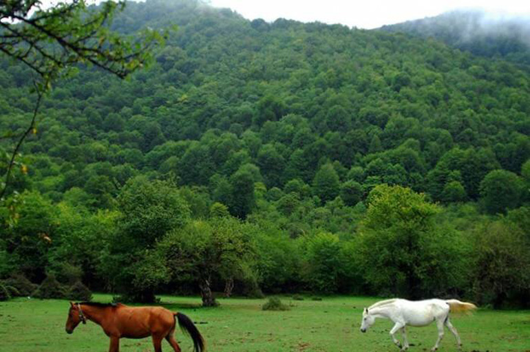 جنگل الیمستان آمل؛ مرطوب، خزه‌بسته و رویایی