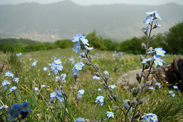 گل های آبی زیبا