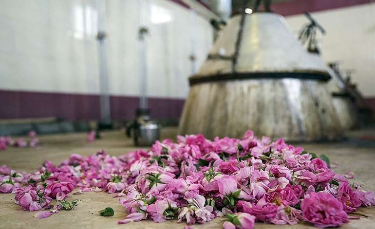 گل های محمدی آبشار