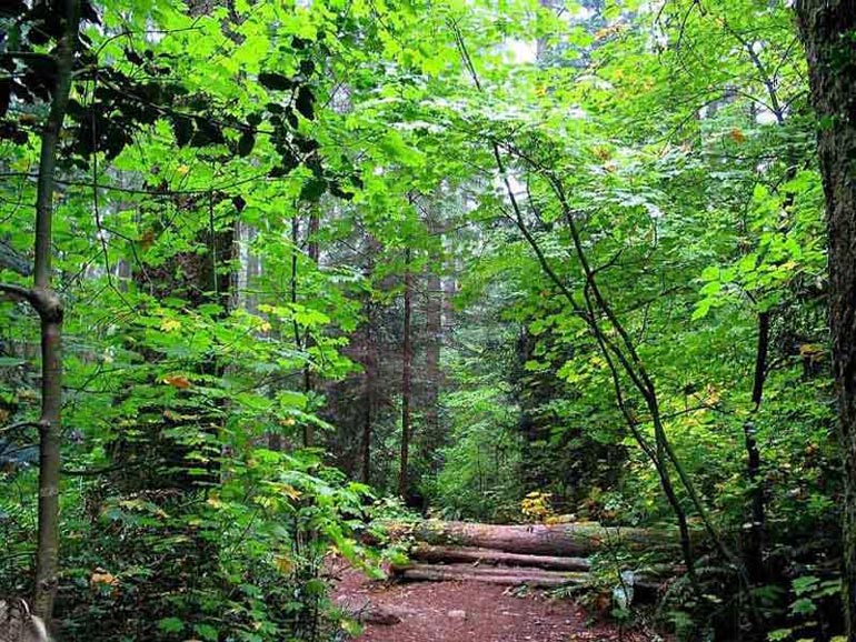 مسیر جنگل شصت کلا به جنگل جهان نما