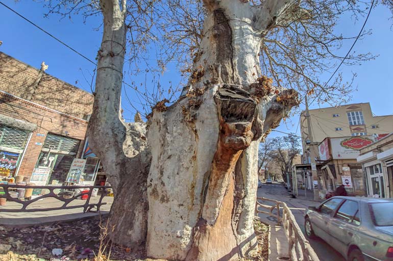 درخت 1200 ساله اونار