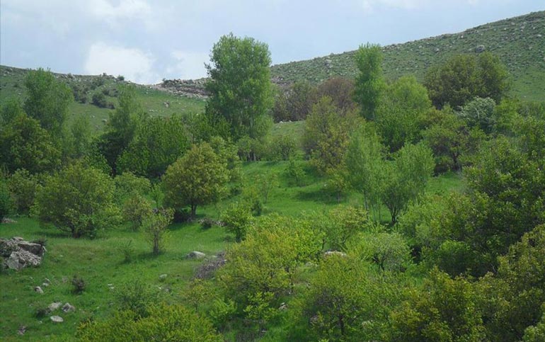 جنگل‌های روستای اونار 