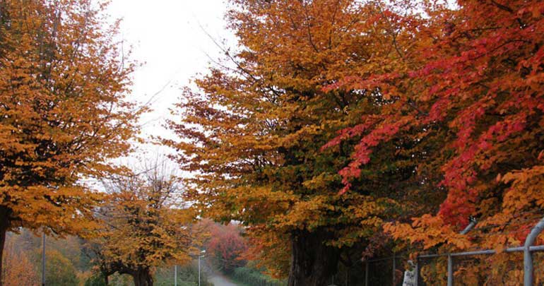 بهترین مسیر دسترسی به پارک جنگلی سیاهداران