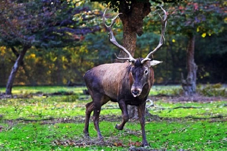 جانورانی که در پارک جنگلی سیاه داران زندگی می کنند