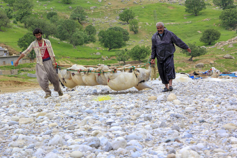 سینی‌سواری در گزستان بازفت