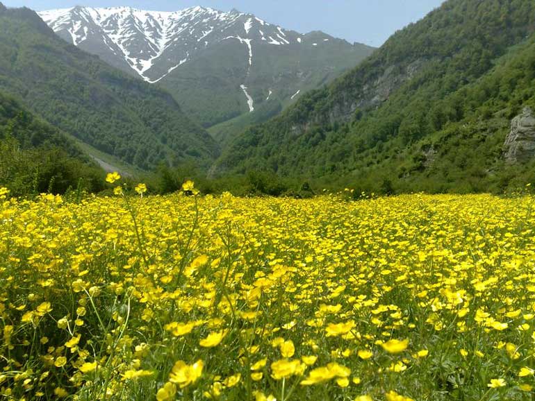 پوشش گیاهی دشت دریاسر