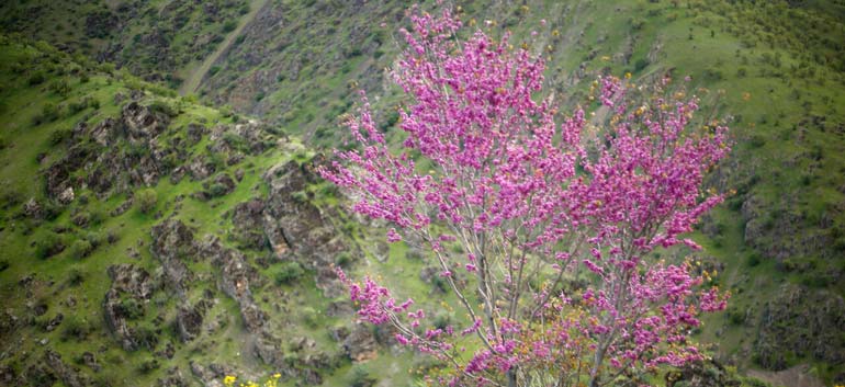 بهترین زمان بازدید از دره ارغوان