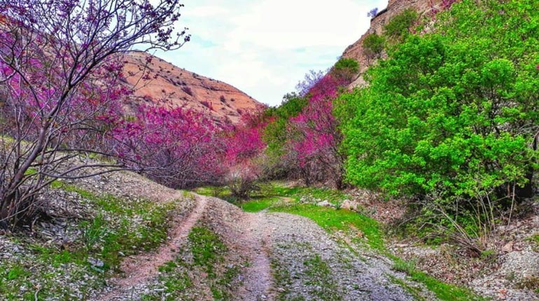 مسیر دره ارغوان