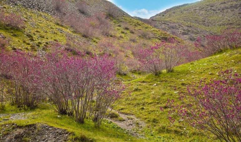 آشنایی با دره ارغوان