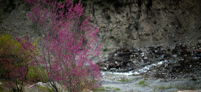 اینترنت در دره ارغوان