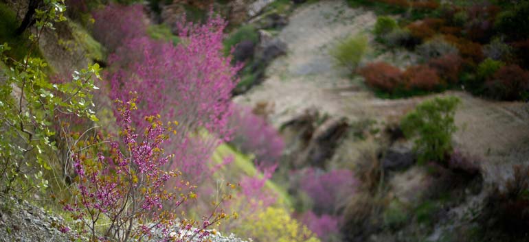 تفریحات دره ارغوان