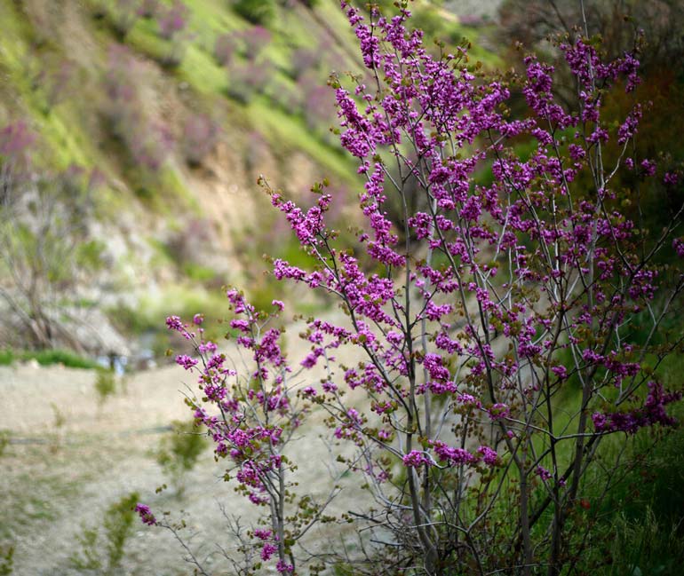 عکاسی در دره ارغوان