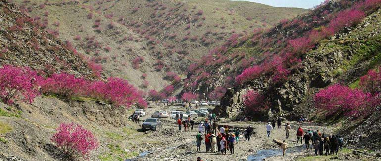 کمپینگ در دره ارغوان