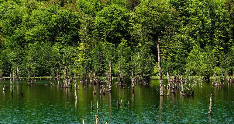 جنگل گردی در دریاچه ارواح