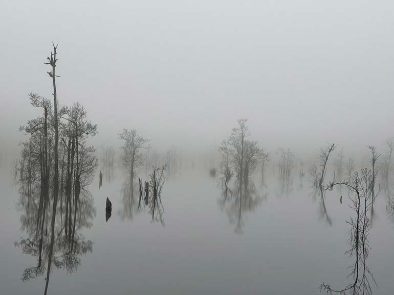 درختان مرده دریاچه ارواح