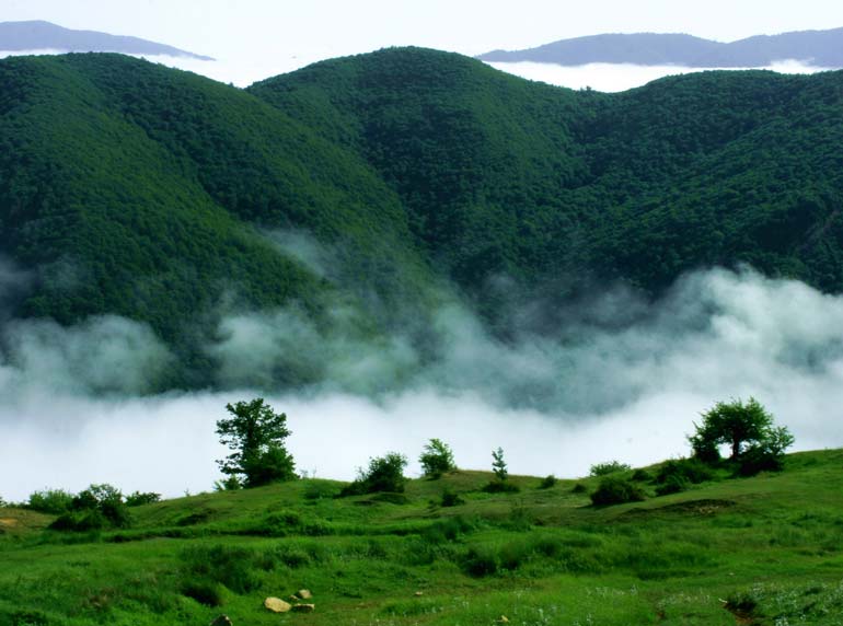 آشنایی با جنگل لفور